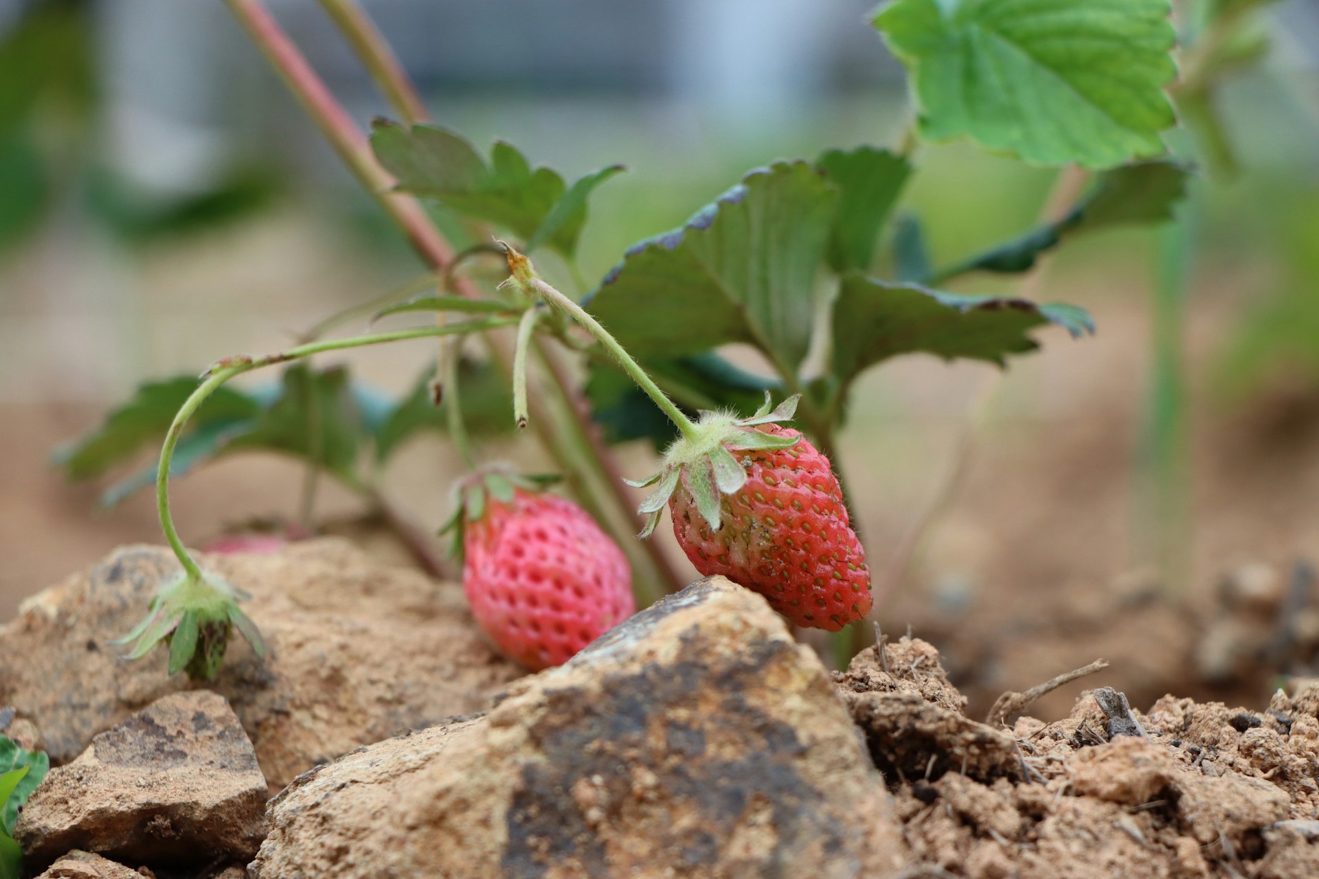 a close up of two strawberries growing on a plant